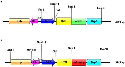 Construction of nucleus-directed fluorescent reporter systems and its application to verification of heterokaryon formation in Morchella importuna